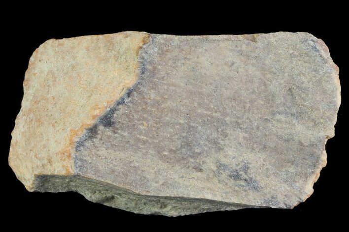 Achelousaurus Bone Fragment - Montana #71303